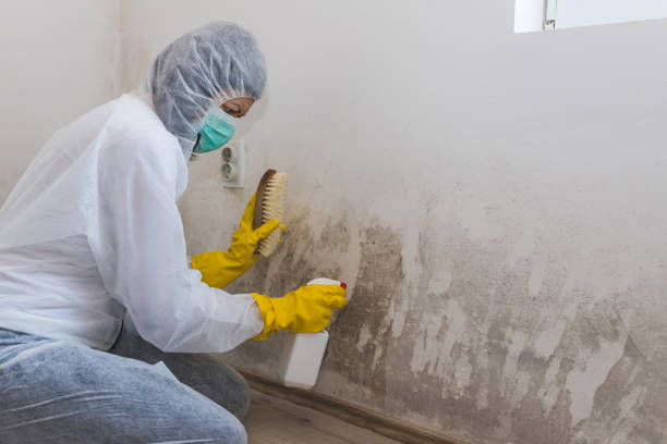 Best Asbestos and Lead Testing During Mold Inspection  in Glenview, IL